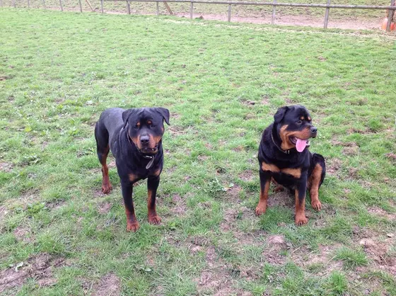 One of the Pentonville Lodge Rottweilers on the yard