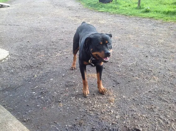 One of the Pentonville Lodge Rottweilers on the yard