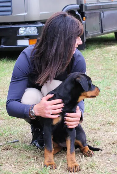 One of the Pentonville Lodge Rottweilers on the yard