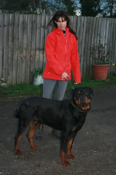 One of the Pentonville Lodge Rottweilers on the yard